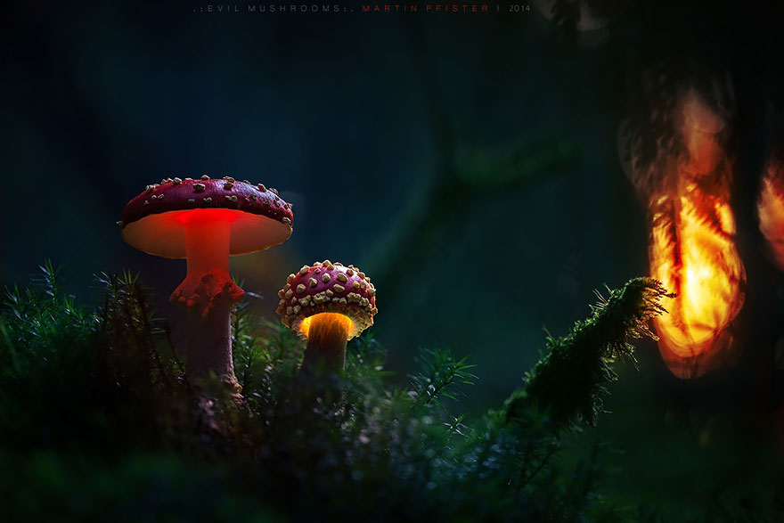 mushrooms-martin-pfister-13 mushrooms-martin-pfister-13