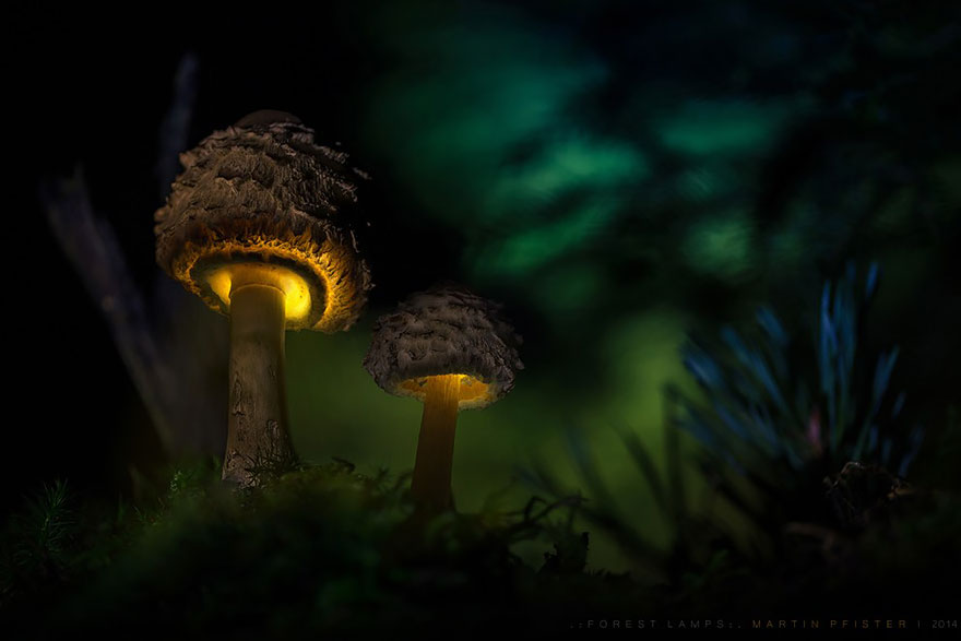 mushrooms-martin-pfister-14 mushrooms-martin-pfister-14