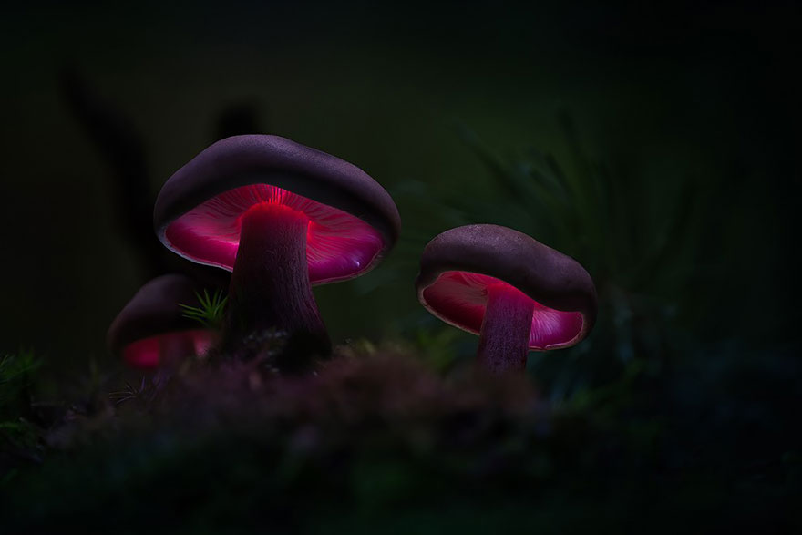 mushrooms-martin-pfister-16 mushrooms-martin-pfister-16