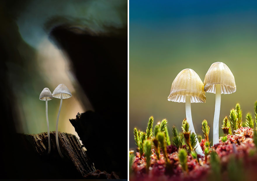 mushrooms-martin-pfister-2 mushrooms-martin-pfister-2