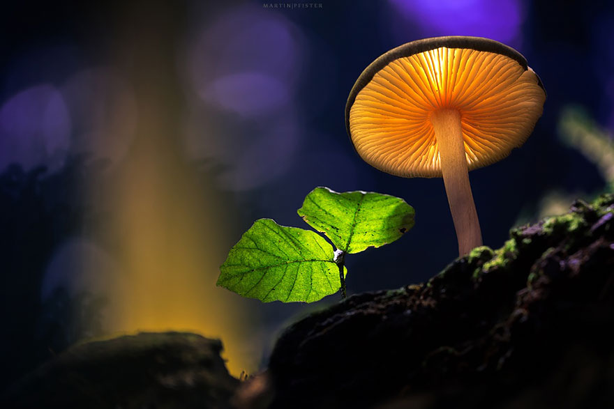mushrooms-martin-pfister-5 mushrooms-martin-pfister-5