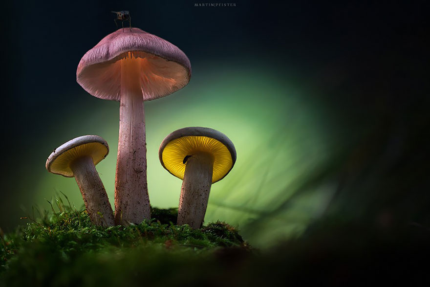 mushrooms-martin-pfister-6 mushrooms-martin-pfister-6