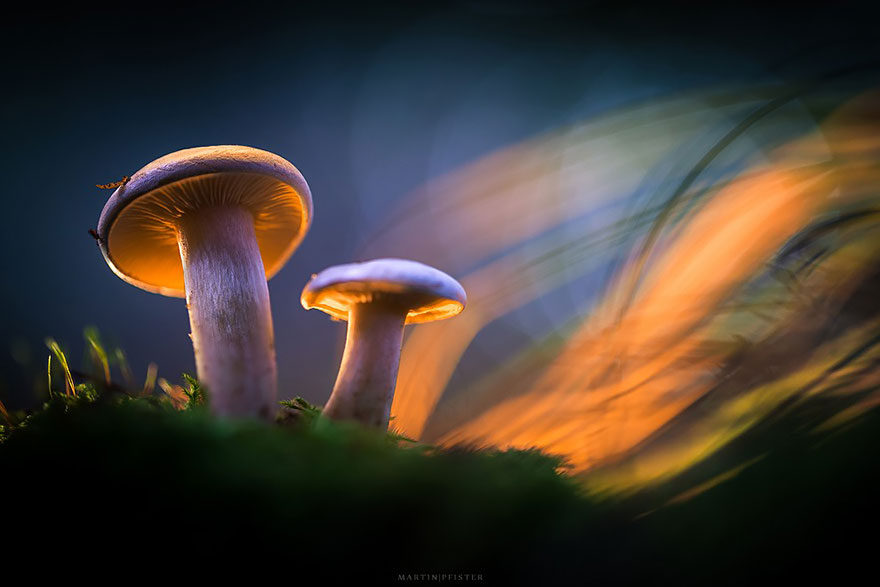 mushrooms-martin-pfister-7 mushrooms-martin-pfister-7