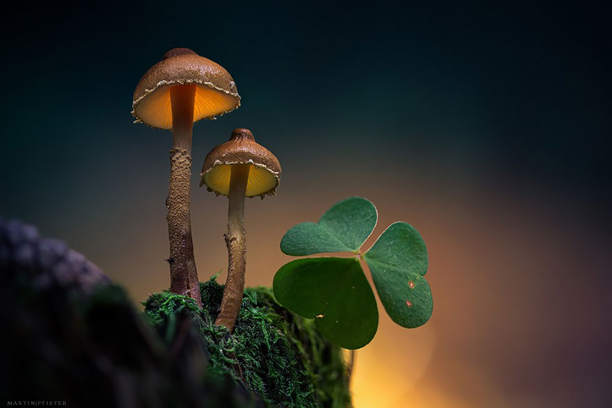 mushrooms-martin-pfister-8 mushrooms-martin-pfister-8