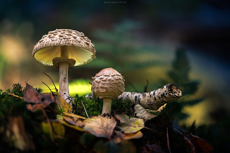 mushrooms-martin-pfister-9 mushrooms-martin-pfister-9