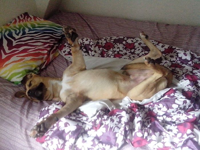 Dreaming He's An Airplane.