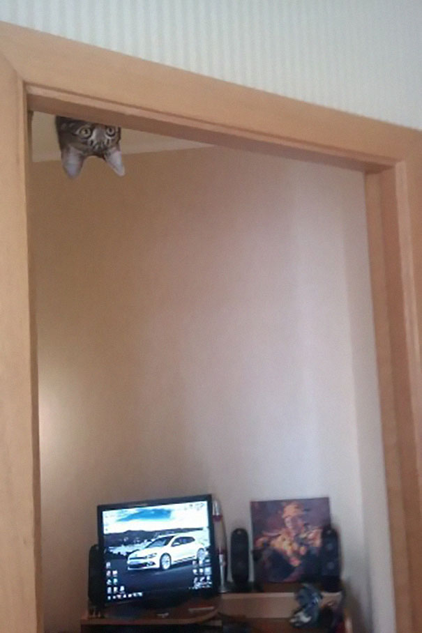 Ninja Cat