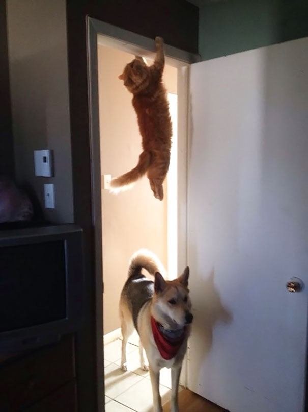 Ninja Cat