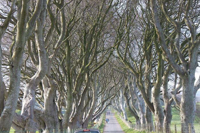 The Dark Hedges, Northen Ireland