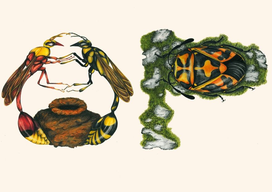 This Insect Alphabet Took Me 2 Years To Complete This Insect Alphabet Took Me 2 Years To Complete