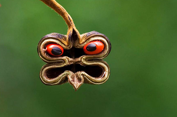 Crazy Chief Of The Podface Tree