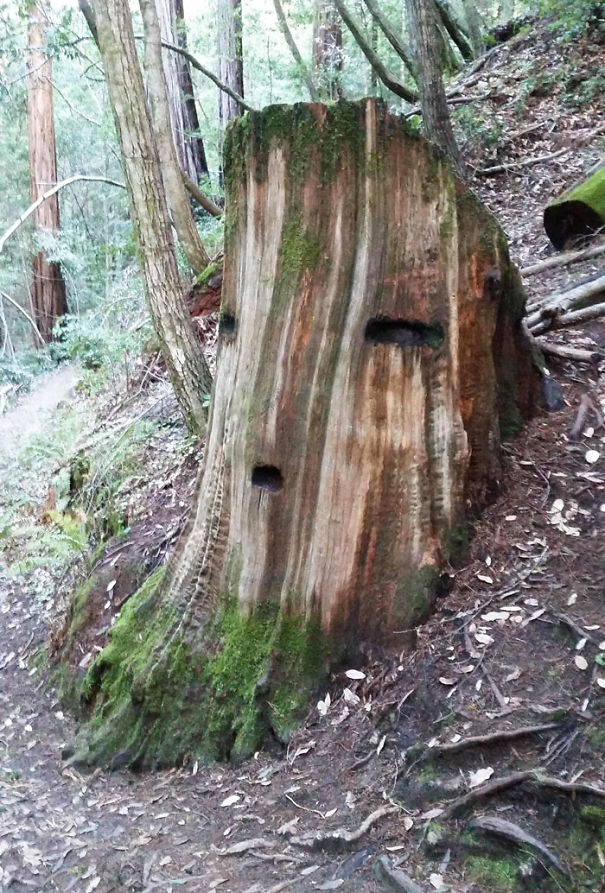 Out On A Hike And I Saw... The Great Deku Tree?