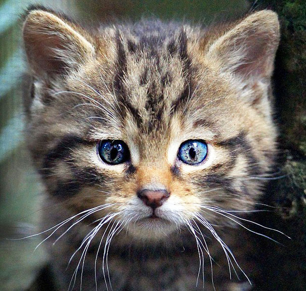 This Kitty Has A Small Cat Face On Its Forehead