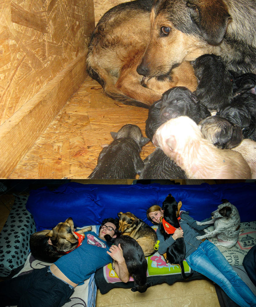 1.death Camp Shelter In Romania With Newborn Pups 2.in A Loving Family In Belgium With Her Son