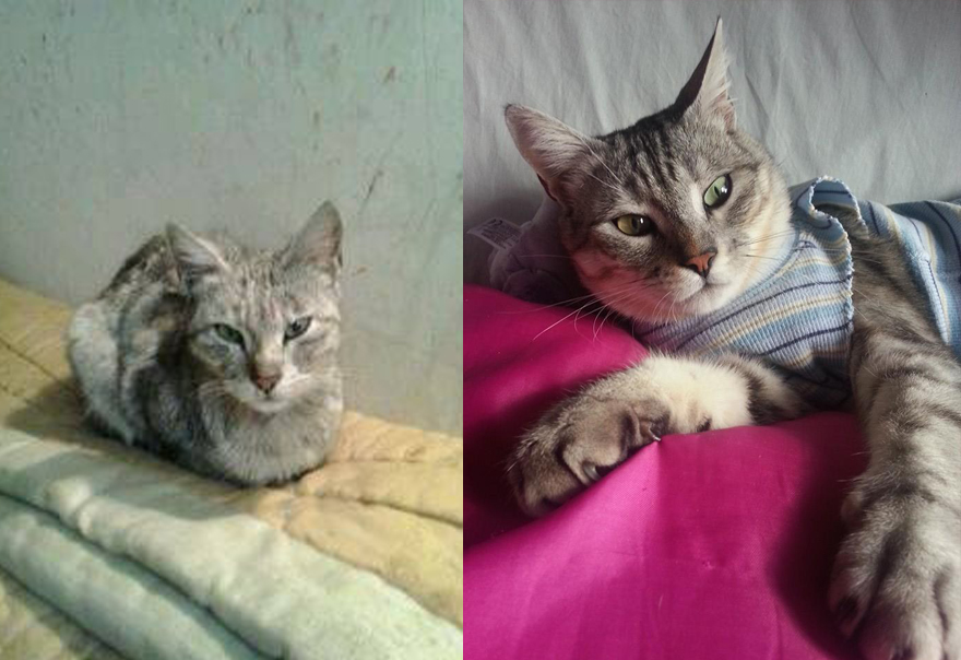 Brillo, Rescued One Year Ago. Don't Buy A Life... Adopt!