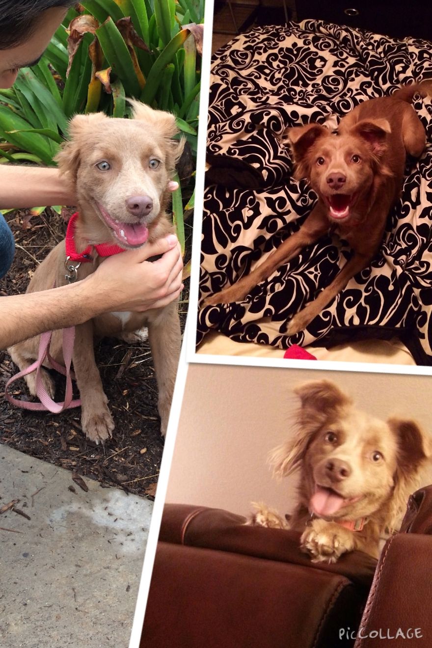 Our Rescue Lilly. Left - Day We Adopted Her. Right-pictures Of Her In The Following Weeks.