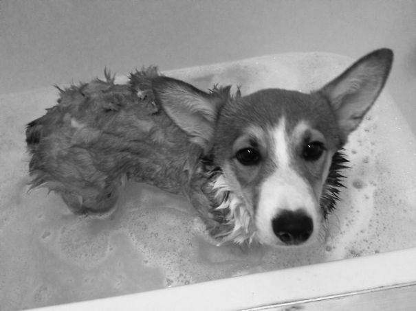 Corgis Of The Interwebs..123 Hoomans Go!