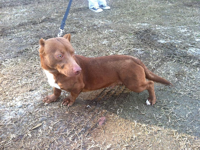 pitbull-dachshund-mix-breed-dog-rami-4