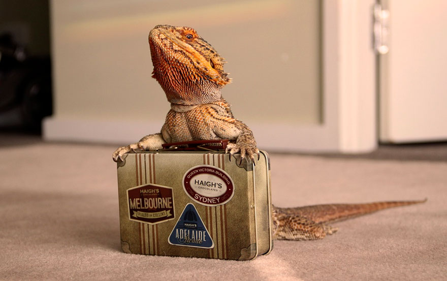 pringle-bearded-dragon-2