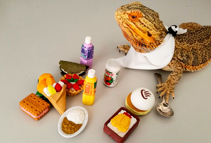 pringle-bearded-dragon-3