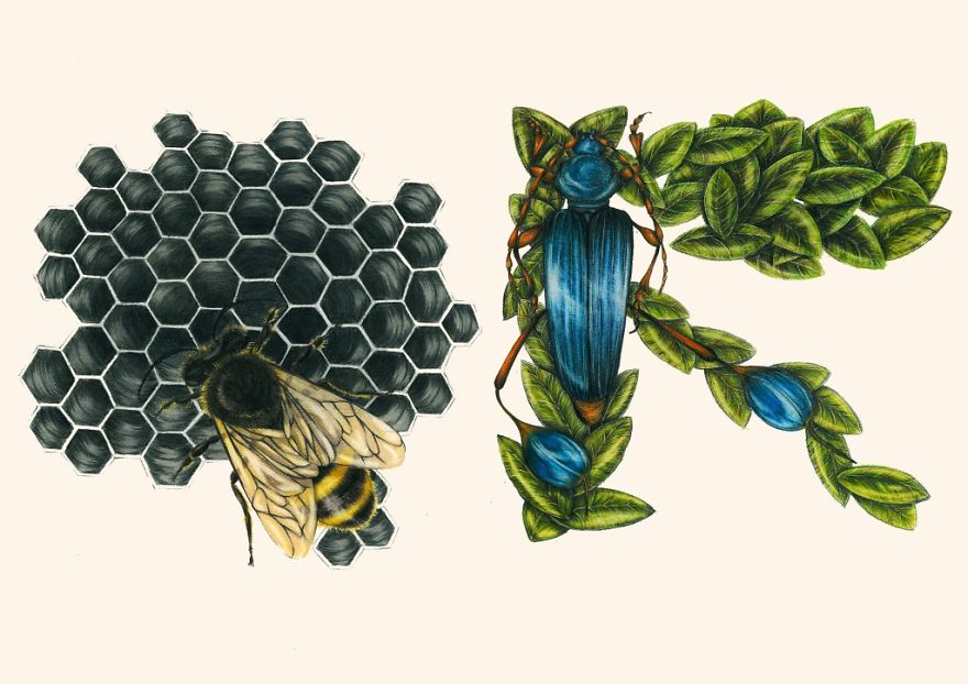 This Insect Alphabet Took Me 2 Years To Complete