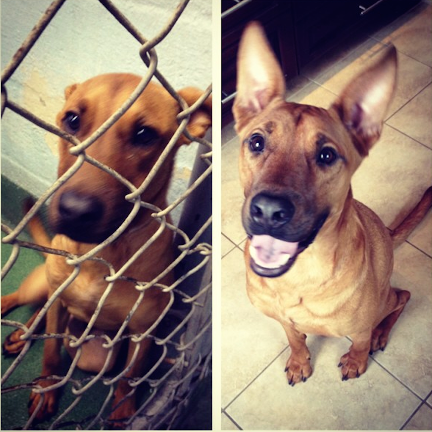 Rodney, 6 Months At Miami Dade Animal Services, Then A Year Later At Home.