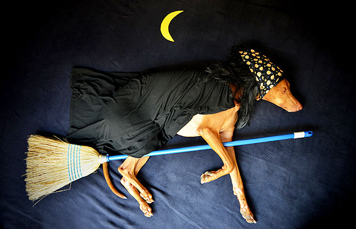 Meet Rufus: My Dog Who Has Funny Adventures While Sleeping