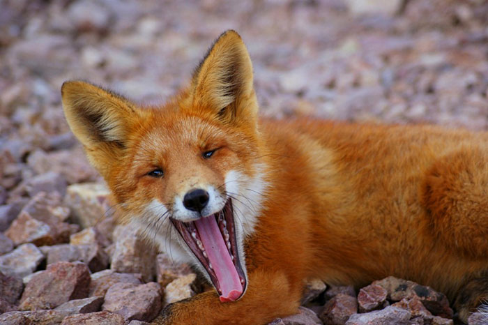 I Take Pictures Of Animals During My Breaks From Work