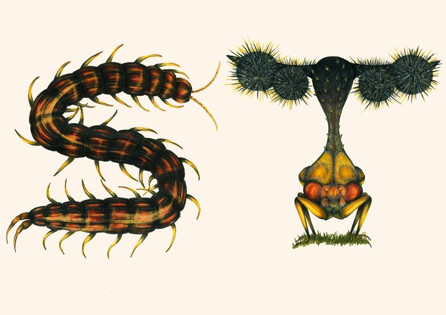 This Insect Alphabet Took Me 2 Years To Complete This Insect Alphabet Took Me 2 Years To Complete