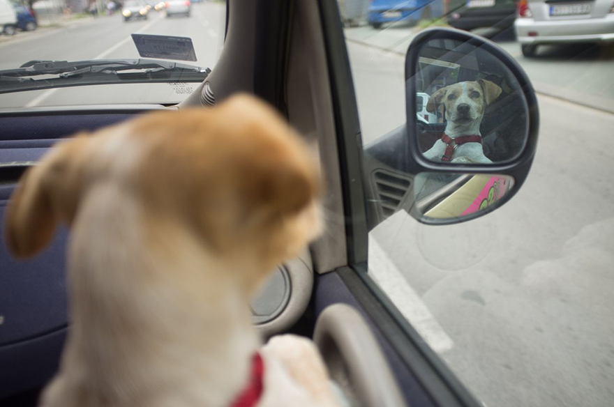 saved-adopted-dog-vackor-2