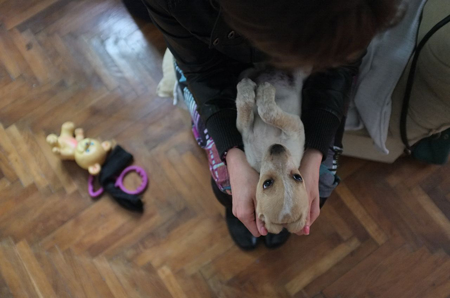 saved-adopted-dog-vackor-3