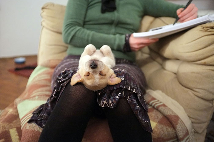 I Found This Adorable Puppy In An Abandoned Backyard And Brought Her Home