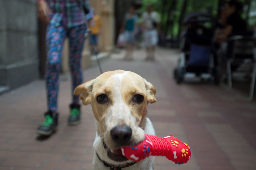 saved-adopted-dog-vackor saved-adopted-dog-vackor