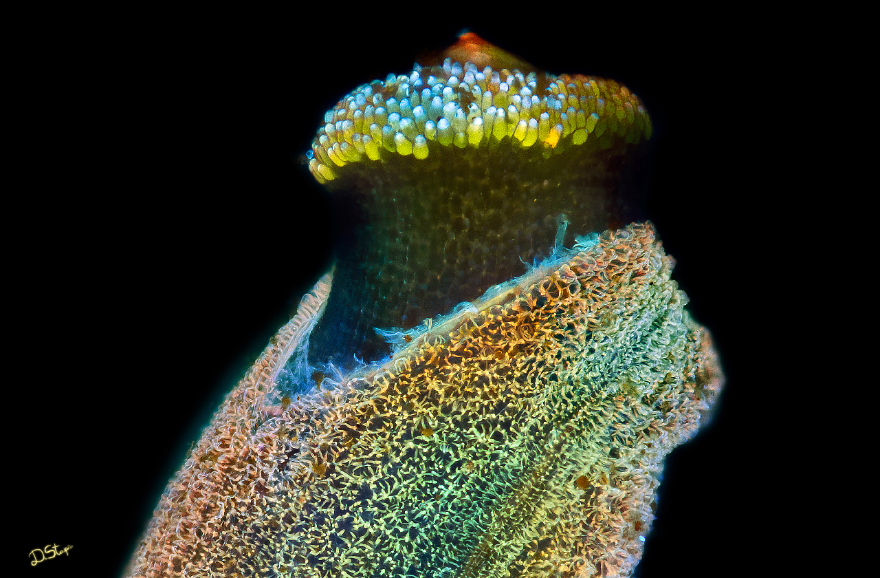 Fluorescent Plant Seed