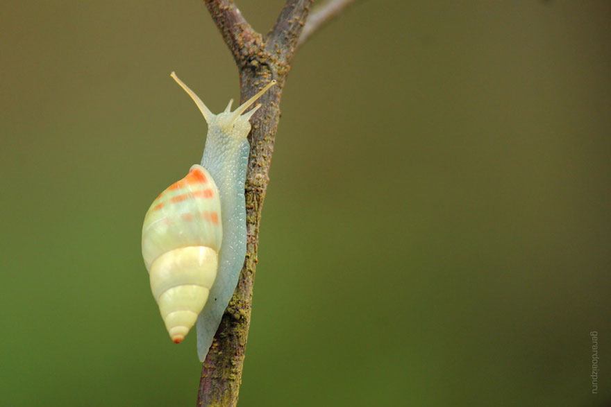 Blue Snail