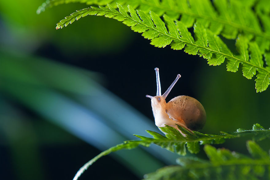 In The Depths Of The Forest