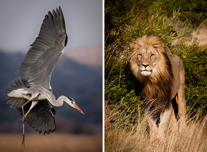 Photos Of South African Wildlife By A Field Guide In Training