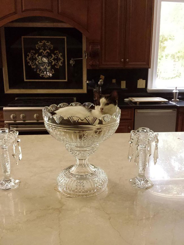 If I Fits I Sits (Fancy Edition)