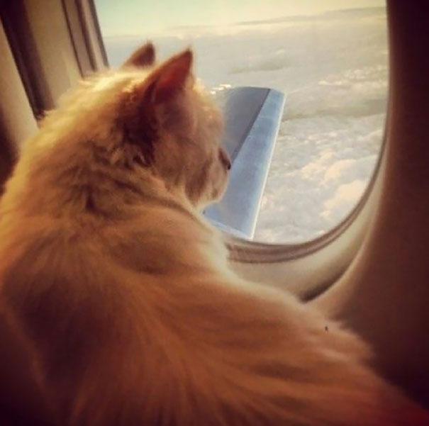 Choupette On A Private Jet Plane