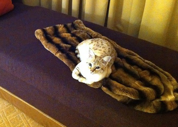 He Only Sleeps On The Fur Rug