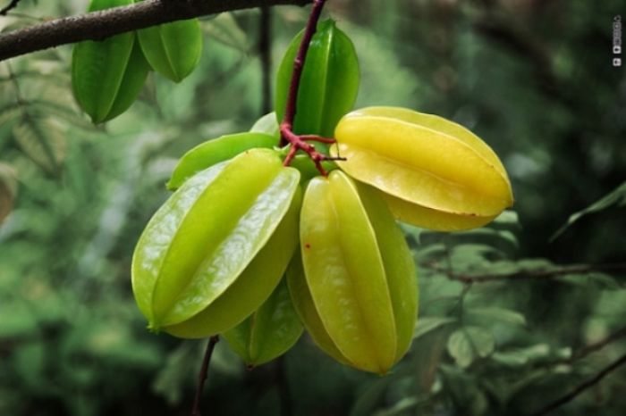 Carambola