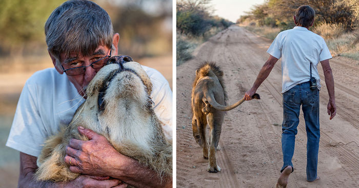 11 Years Of Friendship Between A Lion And The Human That Saved Him