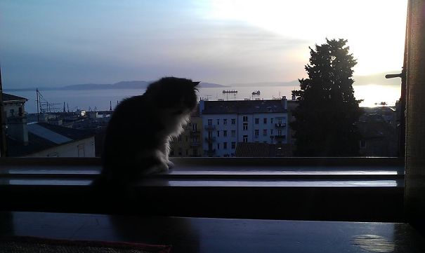 Tito Enjoying A Sea View