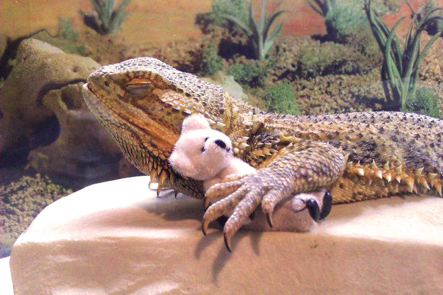 Meet Pringle: The Cute Bearded Dragon That Never Gets Bored