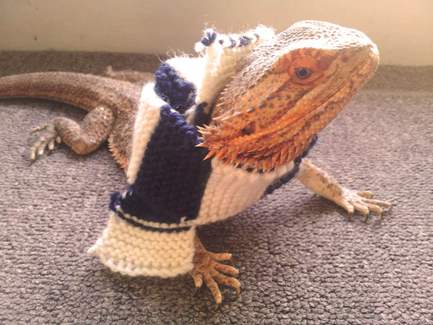 Meet Pringle: The Cute Bearded Dragon That Never Gets Bored