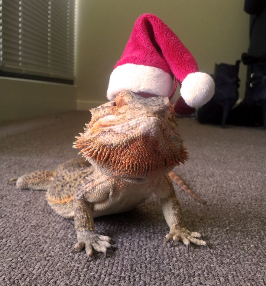 Meet Pringle: The Cute Bearded Dragon That Never Gets Bored