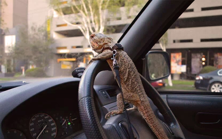 Meet Pringle: The Cute Bearded Dragon That Never Gets Bored