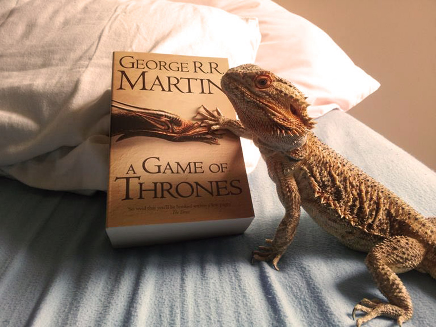 Meet Pringle: The Cute Bearded Dragon That Never Gets Bored