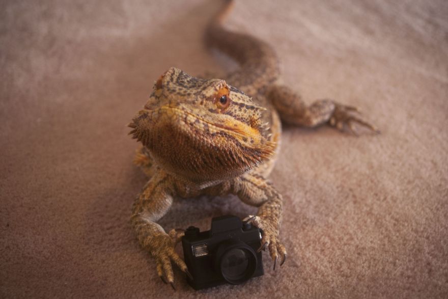 Meet Pringle: The Cute Bearded Dragon That Never Gets Bored