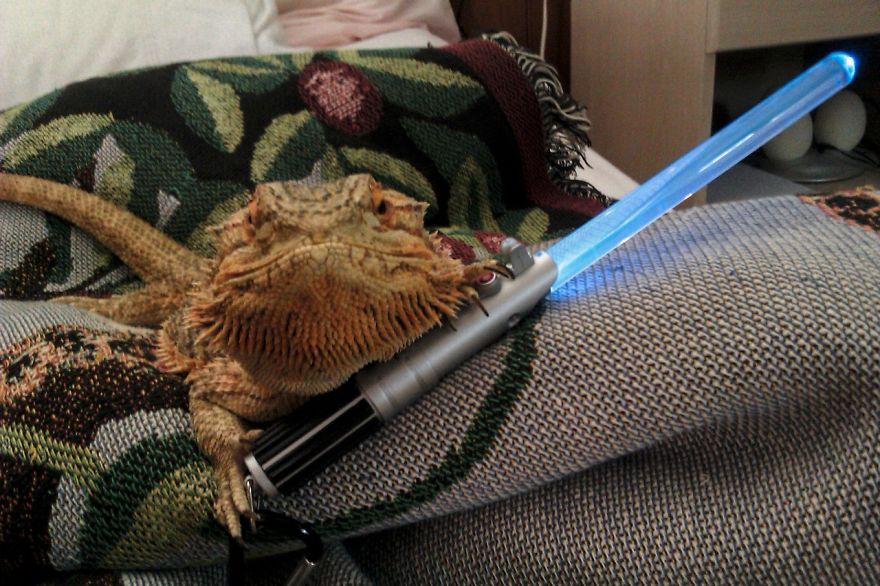 Meet Pringle: The Cute Bearded Dragon That Never Gets Bored